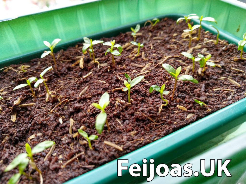 Photo of feijoa seedlings on February 19th 2020. 