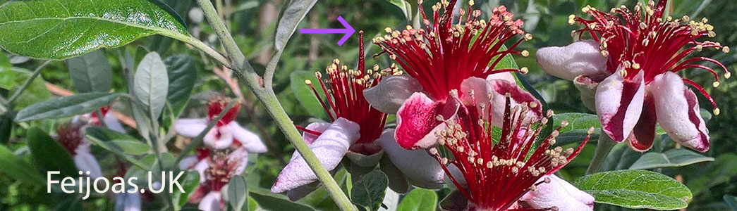 Photo of feijoa flowers showing where the Stigma is.