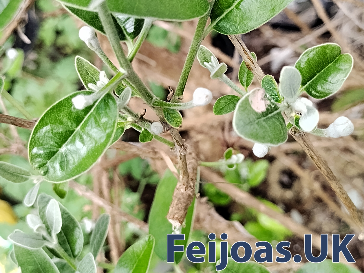Photo of Feijoa fruit buds on a great tree. 