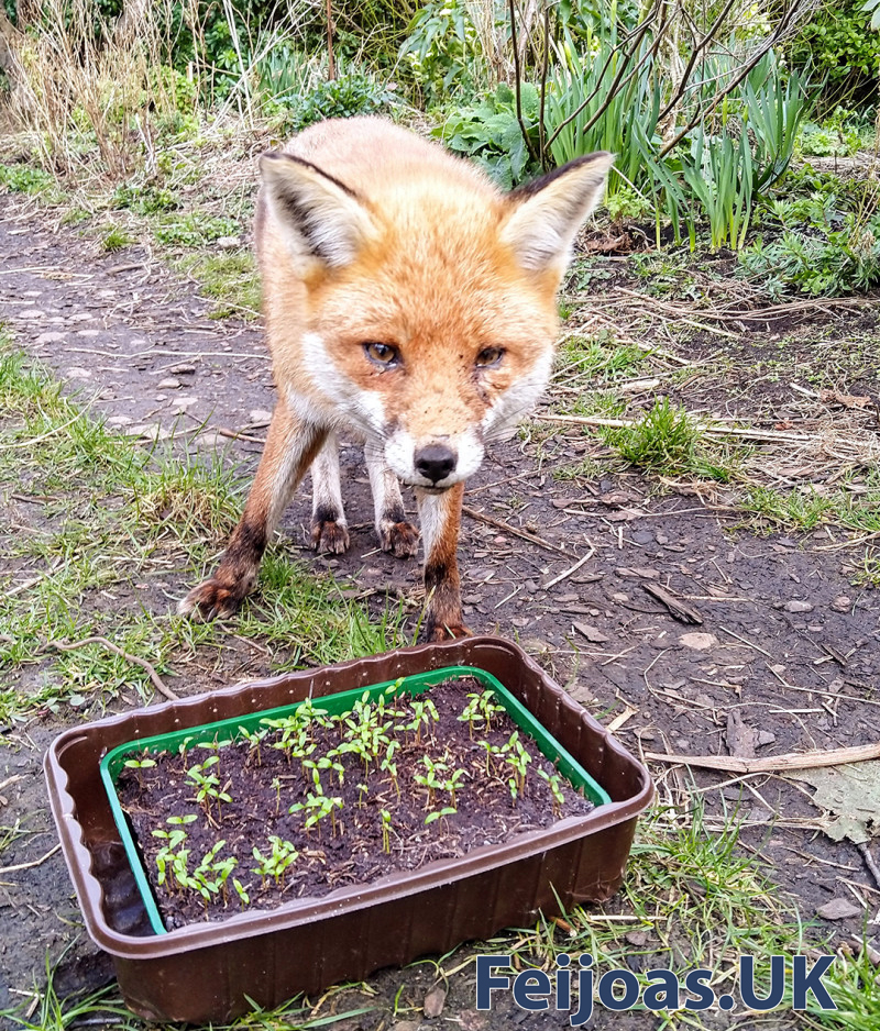 Photo of a fox we call Ginger Rogers with a tray of feijoa seedlings.