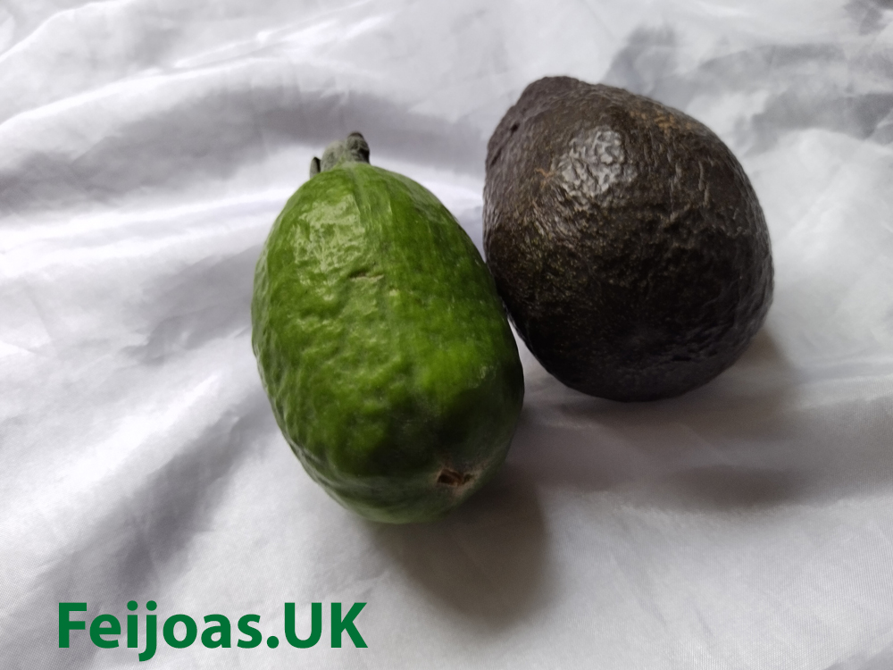 Picture of a feijoa fruit next to a medium sized avocado.  