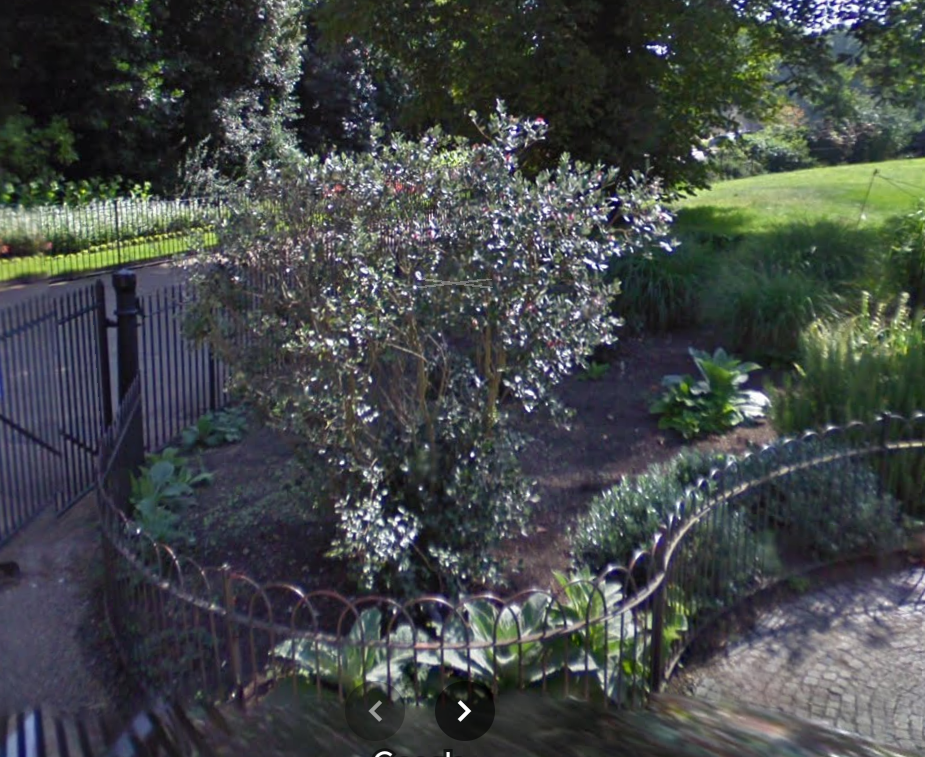 Photo of Feijoa tree in Kensington Gardens, London from Google Street View.