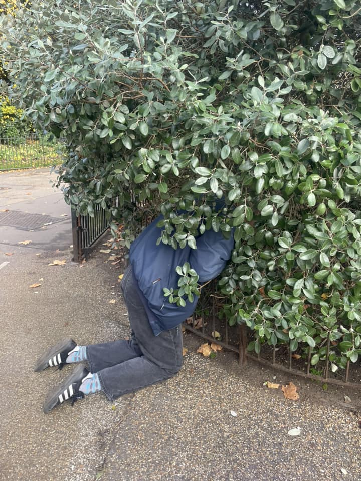 legs coming out from a Feijoa tree in Kensington Gardens