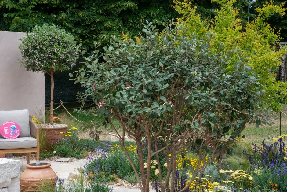 Photo from RHS website of a feijoa plant in "The Mediterraneo Garden" - link https://www.rhs.org.uk/shows-events/rhs-hampton-court-palace-garden-festival/news/2024/standout-plants